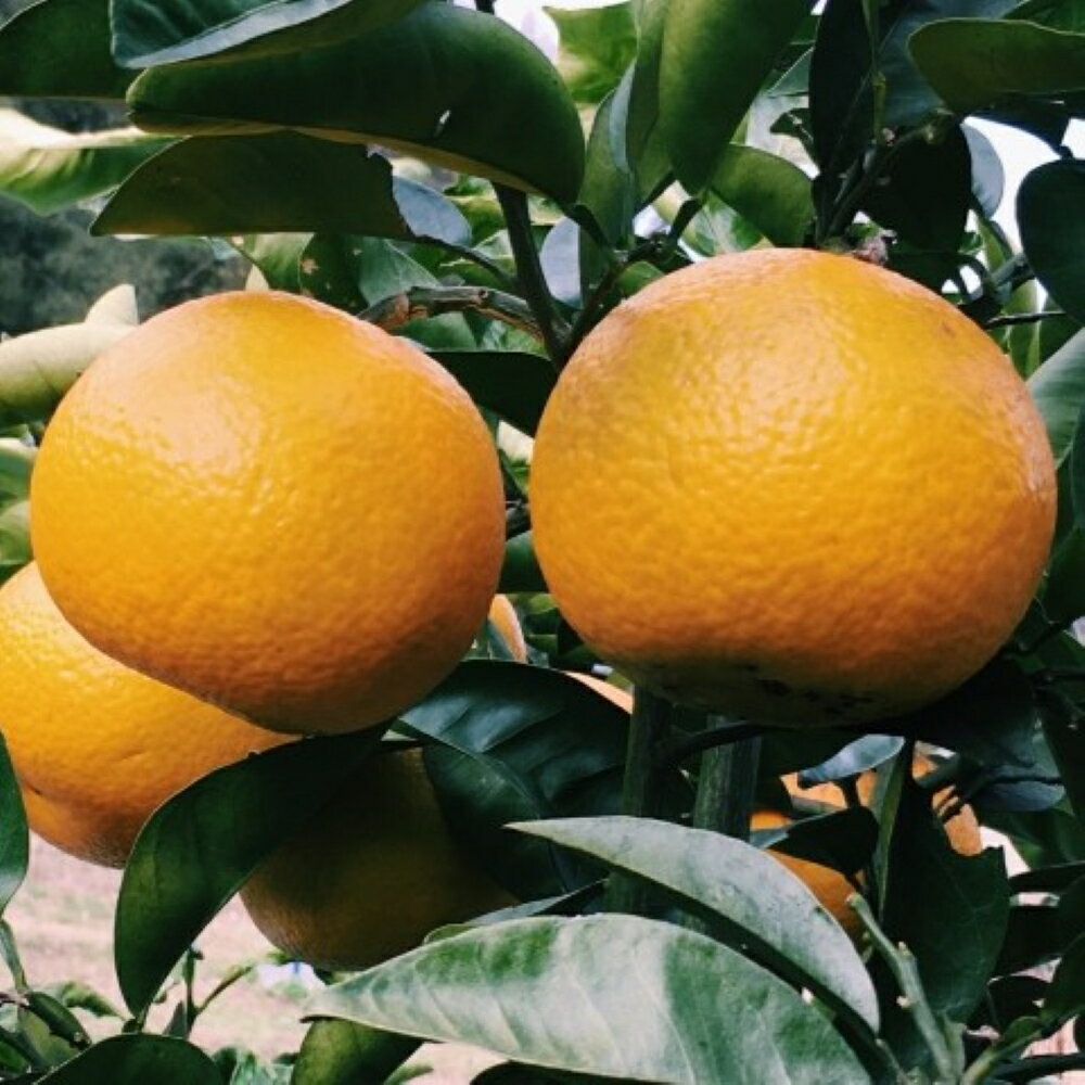 【ふるさと納税】【先行予約】【手選果　訳あり】和歌山由良町産八朔約10kg(サイズ混合・ご家庭用)※2026年1月中旬〜2026年2月下旬頃順次発送（お届け日指定不可） サムネイル3