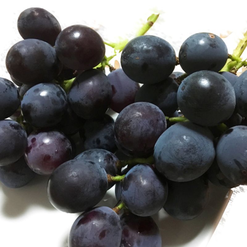 【ふるさと納税】 紀州有田産 ブラックオリンピア(ハチミツぶどう) 約2kg ※2026年8月中旬頃～2026年9月上旬頃に順次発送予定 / ぶどう ブドウ 葡萄 フルーツ 果物 くだもの サムネイル3