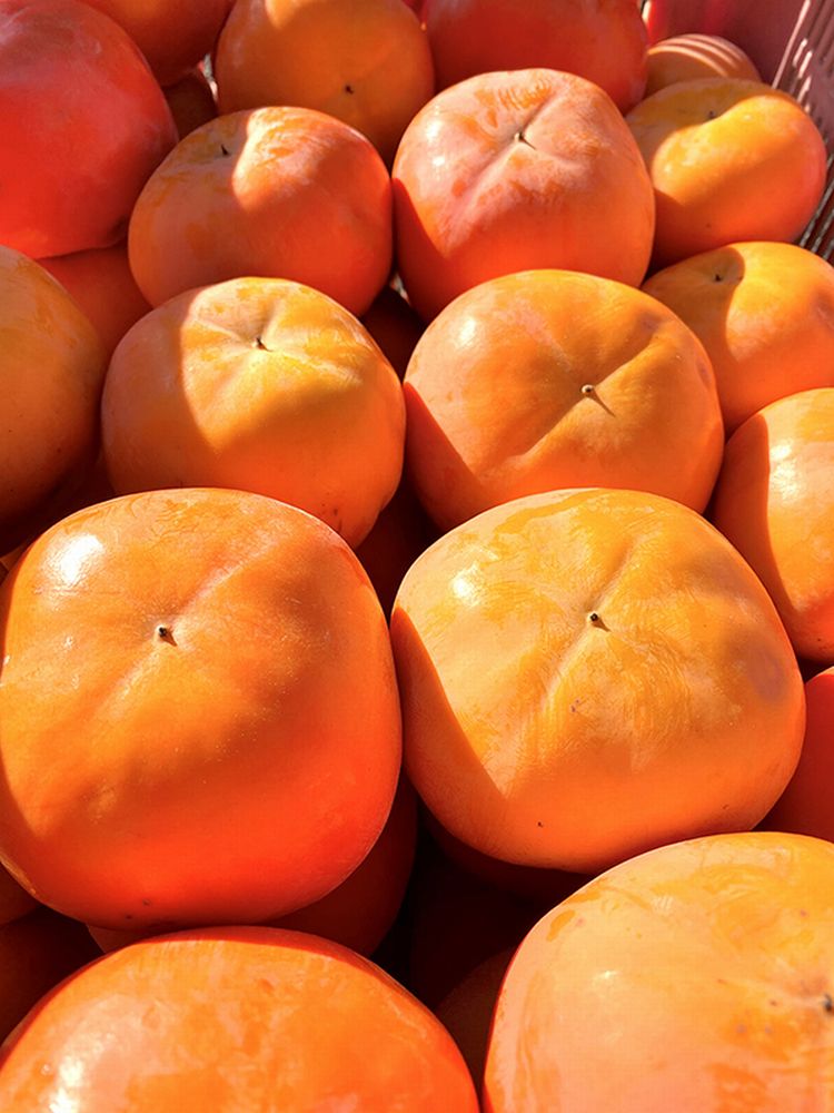 【ふるさと納税】 【2026年発送分予約】和歌山秋の味覚 平核無柿（ひらたねなしがき） 約2kg / 約4kg / 約7.5kg ※2026年10月上旬頃〜11月上旬頃順次発送（お届け日指定不可） サムネイル3