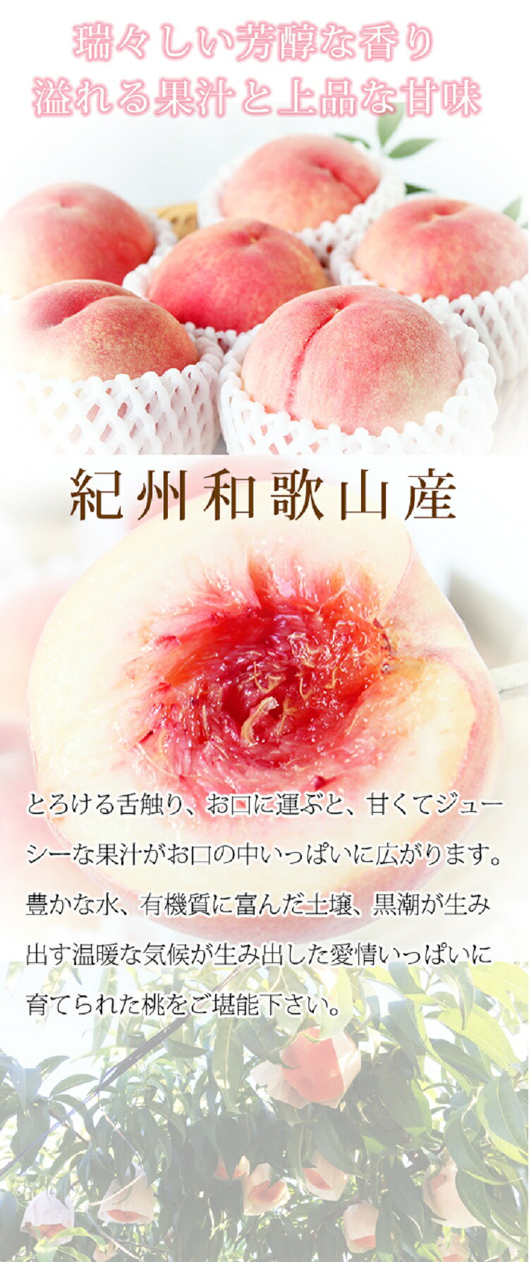 【ふるさと納税】 秀品 紀州和歌山産の桃 3玉 化粧箱入 ※2026年6月下旬頃〜2026年8月上旬頃順次発送（お届け日指定不可） サムネイル2