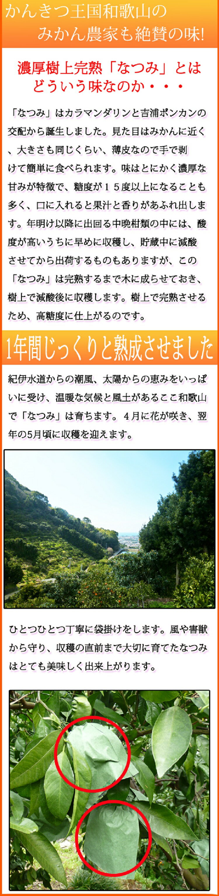 【ふるさと納税】 初夏のみかん なつみ3kg ※2026年4月中旬頃〜2026年4月下旬頃順次発送（お届け日指定不可） サムネイル2