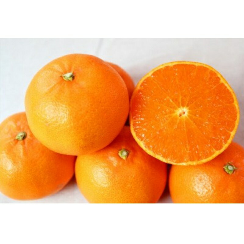 【ふるさと納税】 とろける食感 ジューシー柑橘 せとか 約2.5kg ※2026年2月上旬頃〜2026年2月下旬頃に順次発送予定 (お届け日指定不可) みかん 蜜柑 柑橘 オレンジ 果物 フルーツ 国産 和歌山県広川町 サムネイル2