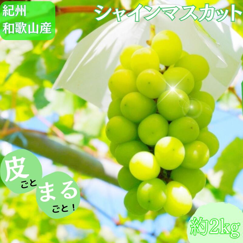 マスカット 紀州和歌山産 シャインマスカット 約2kg ※2026年8月下旬頃～2026年9月上旬頃に順次発送 ※日付指定不可 ぶどう ブドウ 葡萄 マスカット 果物 くだもの フルーツ 人気