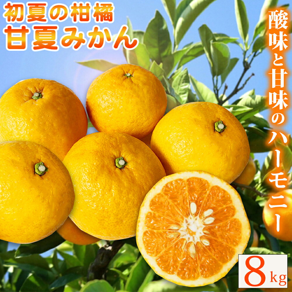 【ご家庭用訳あり】紀州有田産 すっきり爽やか 甘夏みかん 8kg ※2026年3月上旬頃〜2026年3月下旬頃に順次発送予定（日時指定不可） / 甘夏 あまなつ みかん ミカン 蜜柑 温州みかん 柑橘 フルーツ 果物 くだもの 和歌山