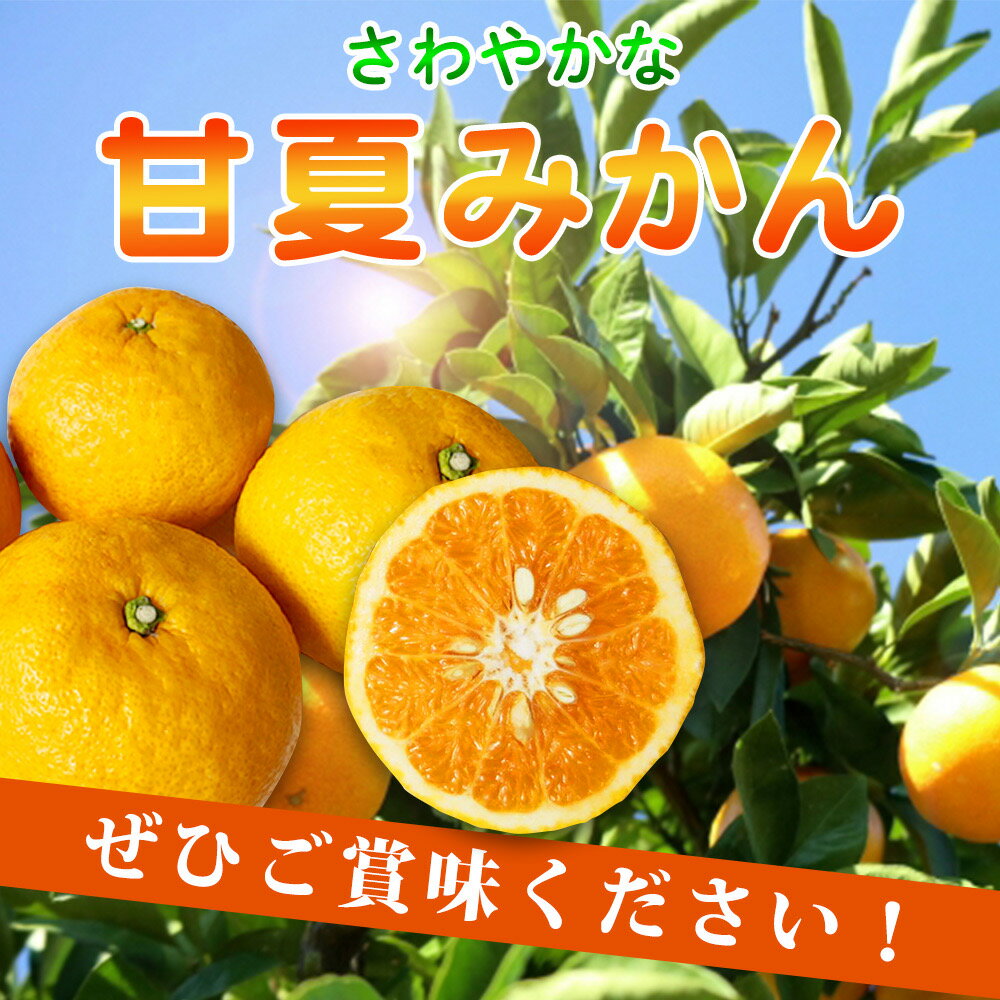 【ふるさと納税】【ご家庭用訳あり】紀州有田産 すっきり爽やか 甘夏みかん 8kg ※2026年3月上旬頃〜2026年3月下旬頃に順次発送予定（日時指定不可） / 甘夏 あまなつ みかん ミカン 蜜柑 温州みかん 柑橘 フルーツ 果物 くだもの 和歌山 サムネイル3