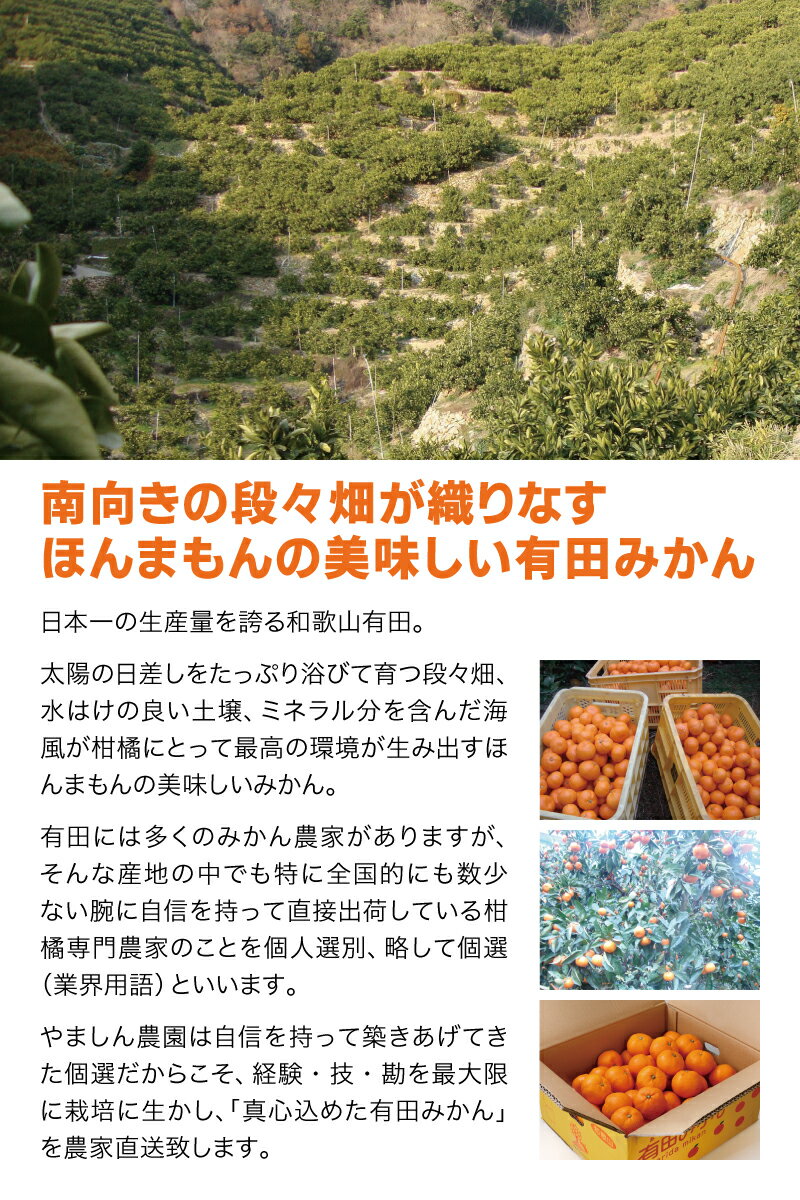 【ふるさと納税】＼光センサー選別／＼農家直送／有田みかん 大玉3L以上 約7.5〜10kg 有機質肥料100%【※2025年11月中旬頃～12月下旬頃に順次発送(お届け日指定不可)】 サムネイル3