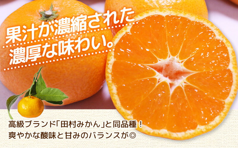 【ふるさと納税】 有田 みかん 3kg〜10kg（S~Lまたは2L〜3L） 手選別で厳選 【11月下旬〜1月中旬ごろに順次発送予定】 温州みかん ひだまりみかん 2L 3L 3kg 5kg 10kg 15000円 家庭用 フルーツ 果物 柑橘 産地直送 手選別 厳選 蜜柑 先行予約 デザート 和歌山 古座川町 サムネイル3
