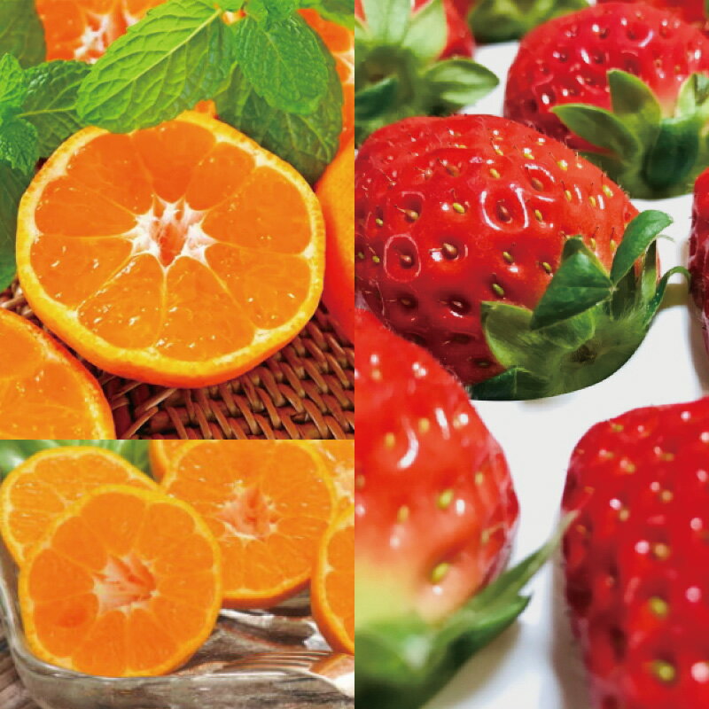 【ふるさと納税】 【旬のくだもの定期便】和歌山県の旬のフルーツを毎月お届け！ 全12回【S】（配送日時指定不可）※北海道・沖縄・離島への配送不可 / 定期便 フルーツ みかん いちご イチゴ すいか 桃 柿 ジュース 12回 サムネイル2