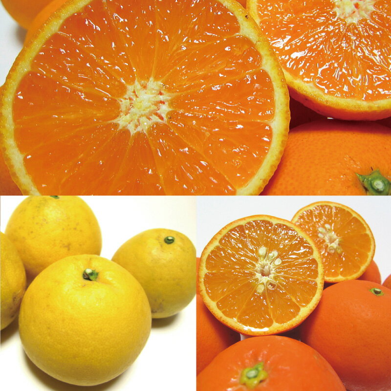 【ふるさと納税】 【旬のくだもの定期便】和歌山県の旬のフルーツを毎月お届け！ 全12回【S】（配送日時指定不可）※北海道・沖縄・離島への配送不可 / 定期便 フルーツ みかん いちご イチゴ すいか 桃 柿 ジュース 12回 サムネイル3