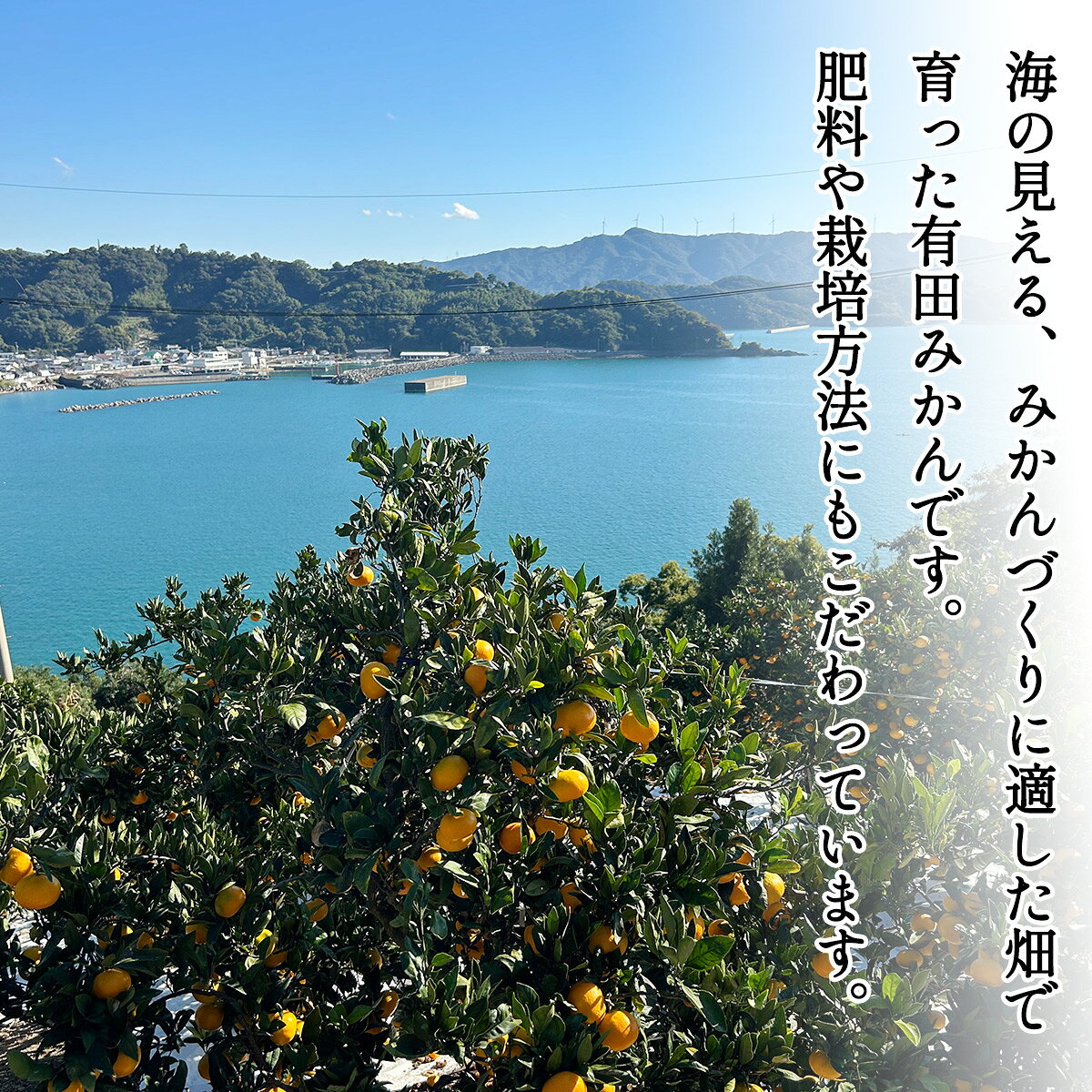 【ふるさと納税】 ＼配送月が選べる！／ 秀品 有田みかん 和歌山県産 S〜Lサイズ 大きさお任せ 3kg / みかん フルーツ 果物 くだもの 有田みかん 蜜柑 柑橘 サムネイル3