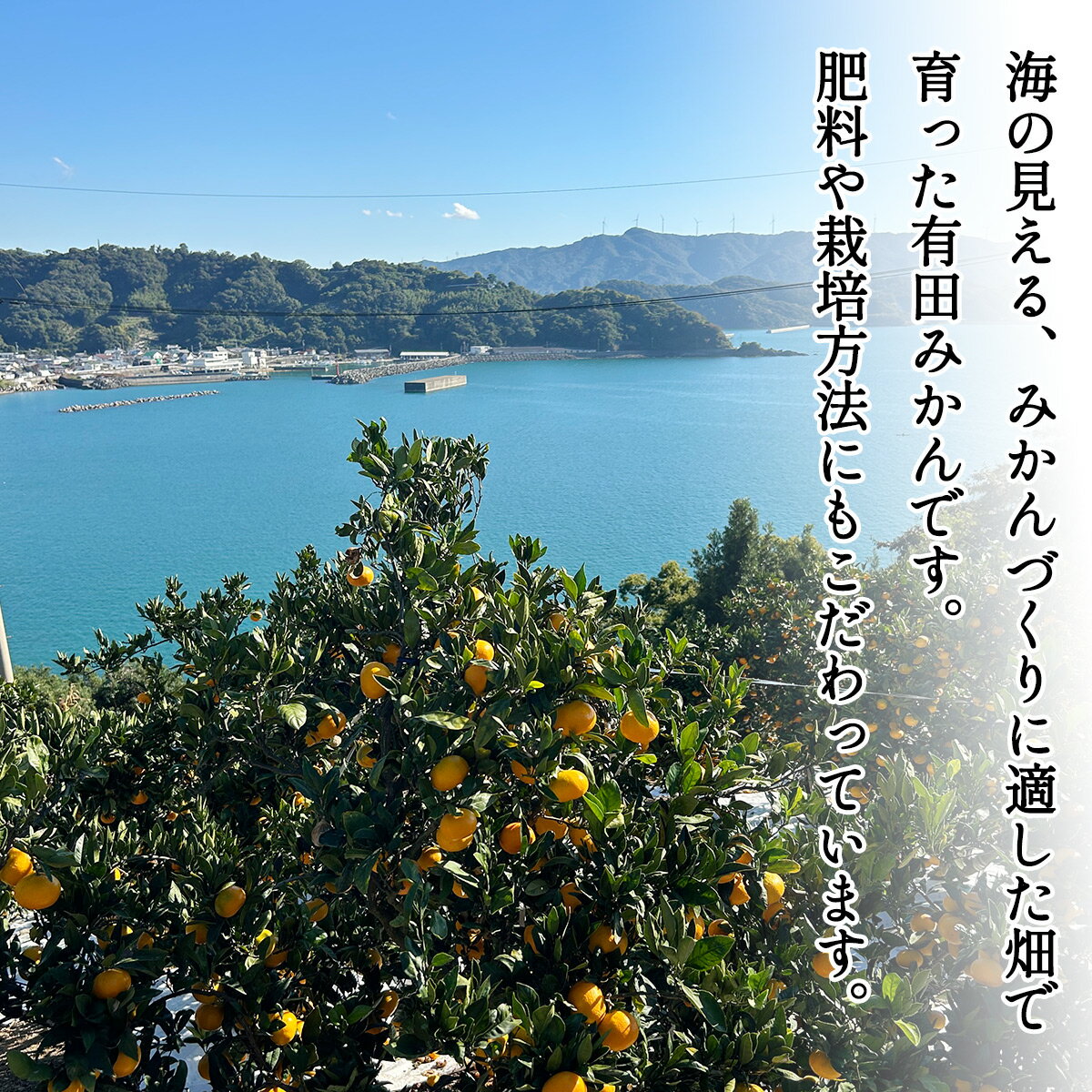 【ふるさと納税】 ＼配送月が選べる！／ 秀品 有田みかん 和歌山県産 S〜Lサイズ 大きさお任せ 5kg / みかん フルーツ 果物 くだもの 有田みかん 蜜柑 柑橘 サムネイル3