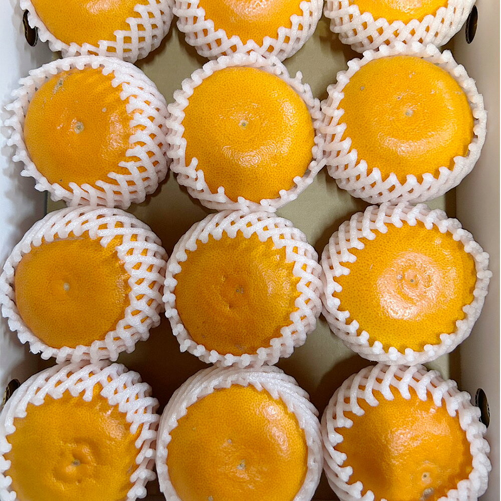 【ふるさと納税】 【先行予約】秀品 せとか 和歌山 有田 化粧箱 M〜2Lサイズ 大きさお任せ 3kg【2月中旬〜3月下旬頃に順次発送】/ みかん フルーツ 果物 くだもの 蜜柑 柑橘 サムネイル2