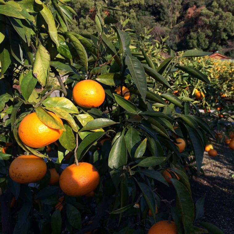 【ふるさと納税】 【希少柑橘】和歌山県産なつみ約5kg（S〜2Lサイズおまかせ）※2026年4月上旬〜2026年4月下旬頃に順次発送（お届け日指定不可） サムネイル2
