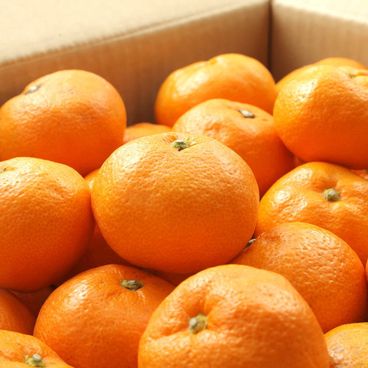 【ふるさと納税】 【ブランドみかん】田村みかん約5kg（Sサイズ・秀品）※22025年11月下旬〜2025年12月下旬頃順次発送予定（お届け日指定不可） サムネイル2