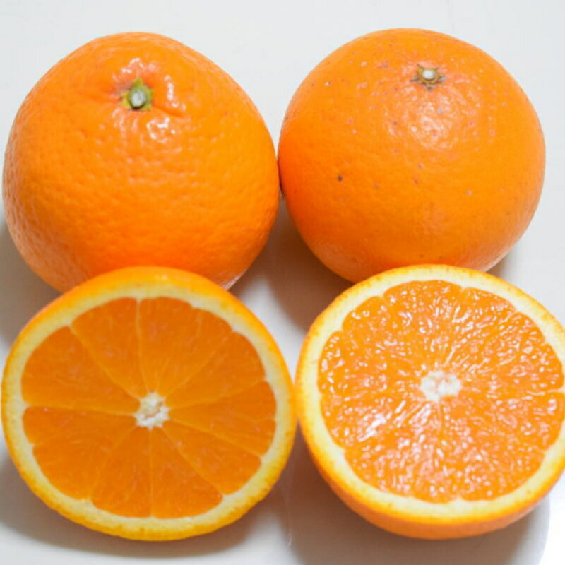 【ふるさと納税】【先行予約】【濃厚】有田産清見オレンジ約5kg(サイズおまかせまたは混合)ご家庭用　※2026年2月中旬〜2026年3月下旬頃発送予定（お届け日指定不可） / みかん オレンジ 和歌山 有田みかん 柑橘 フルーツ 果物【tec988】 サムネイル2