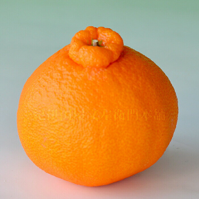 【ふるさと納税】 デコ不知火（デコポン） 約2.8kg 約5kg 秀品 サイズおまかせ 紀伊国屋文左衛門本舗 ※2026年2月上旬〜2026年4月上旬頃に順次発送予定(お届け日指定不可) / 不知火 しらぬい しらぬひ みかん 蜜柑 柑橘 果物 フルーツ 果実 デザート 和歌山県 古座川町 旬 サムネイル3