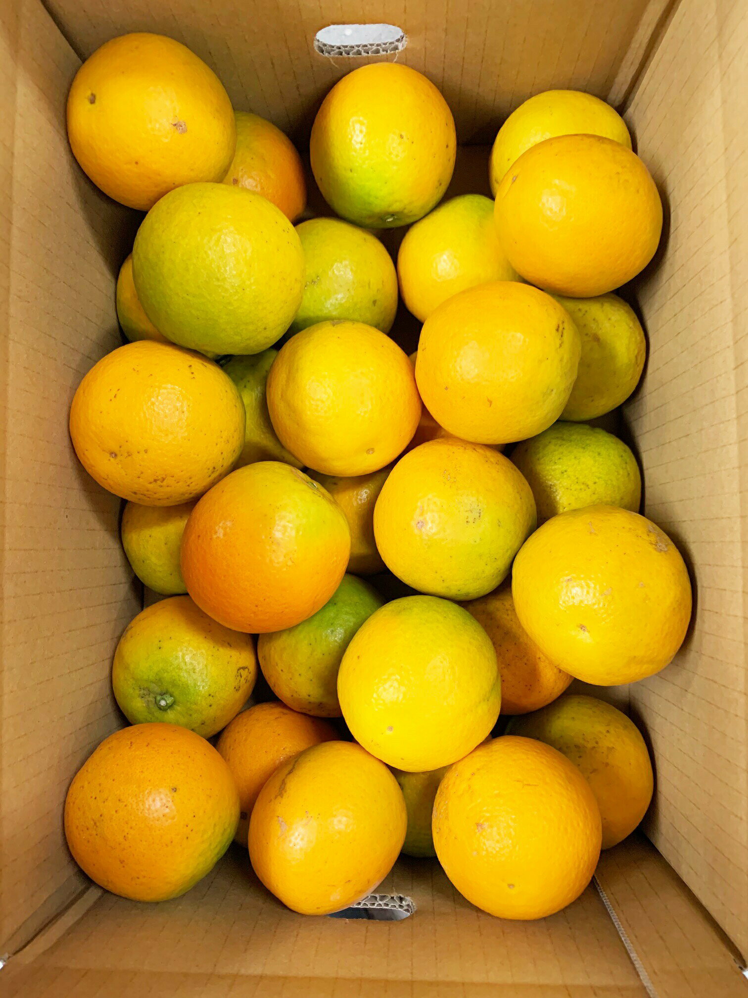 【ふるさと納税】 【国産 訳あり】希少 バレンシアオレンジ 7kg【ご家庭用】＜2026年6月下旬頃～7月上旬頃に発送予定＞(お届け日指定不可) サムネイル3