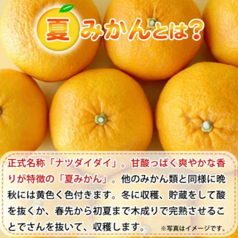 【ふるさと納税】 夏みかん 7.2kg ※2026年4月中旬頃〜2026年4月下旬頃に順次発送（お届け日指定不可） サムネイル2