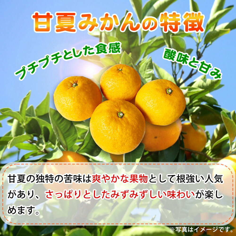 【ふるさと納税】【ご家庭用訳あり】紀州有田産 すっきり爽やか 甘夏みかん 8kg ※2026年3月上旬頃〜2026年3月下旬頃に順次発送予定（日時指定不可） / 甘夏 あまなつ みかん ミカン 蜜柑 温州みかん 柑橘 フルーツ 果物 くだもの 和歌山 サムネイル2
