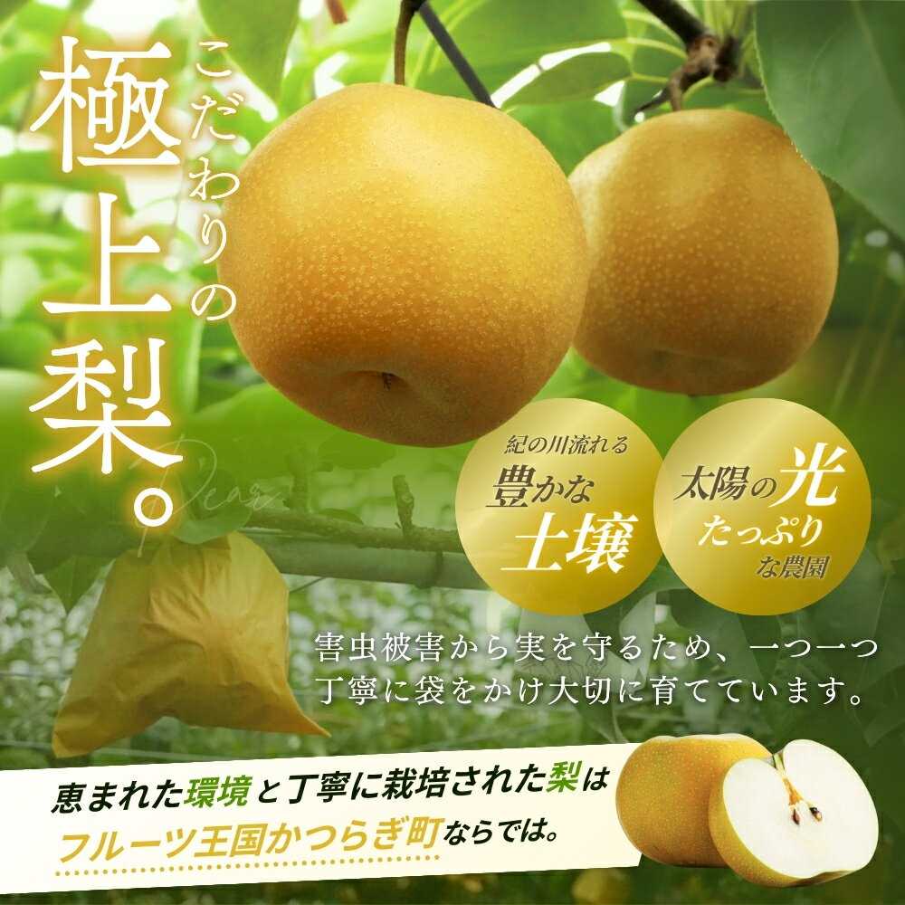 【ふるさと納税】【先行予約】旬の梨(幸水ー豊水ーあきづき) 極上秀品（中玉〜大玉）6〜8個入り2026年8月中旬～9月中旬頃に順次発送予定（お届け日指定不可）/ 和歌山 梨 フルーツ 果物 くだもの【kgr015】 サムネイル3