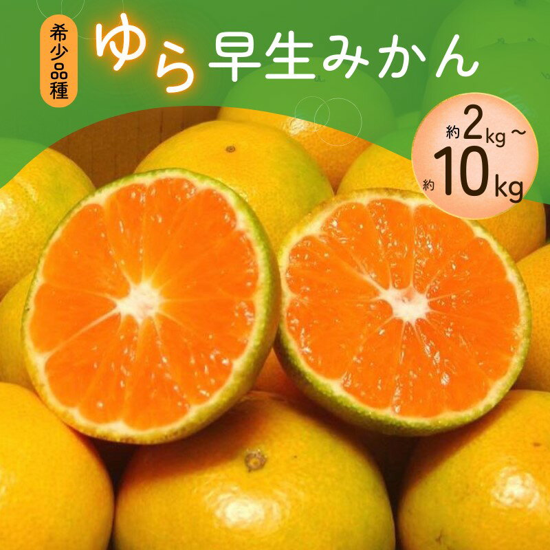 ご家庭用 みかん ゆら早生みかん 約 2kg 4kg 5kg 7kg 10kg 選べる容量 光センサー選別 数量限定 家庭用 みかん ミカン 果物 くだもの フルーツ 早生みかん 5000円 8000円 10000円 【2025年10月上旬~順次発送予定】