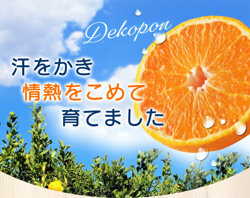 【ふるさと納税】 数量限定 不知火 デコポン ちょこっと 訳あり ご家庭用 選べる 容量 みかん ミカン 果物 わけあり 家庭用 予約 人気 旬 産地直送 送料無料 ※2026年2月中旬より順次発送予定 指定不可 サムネイル2