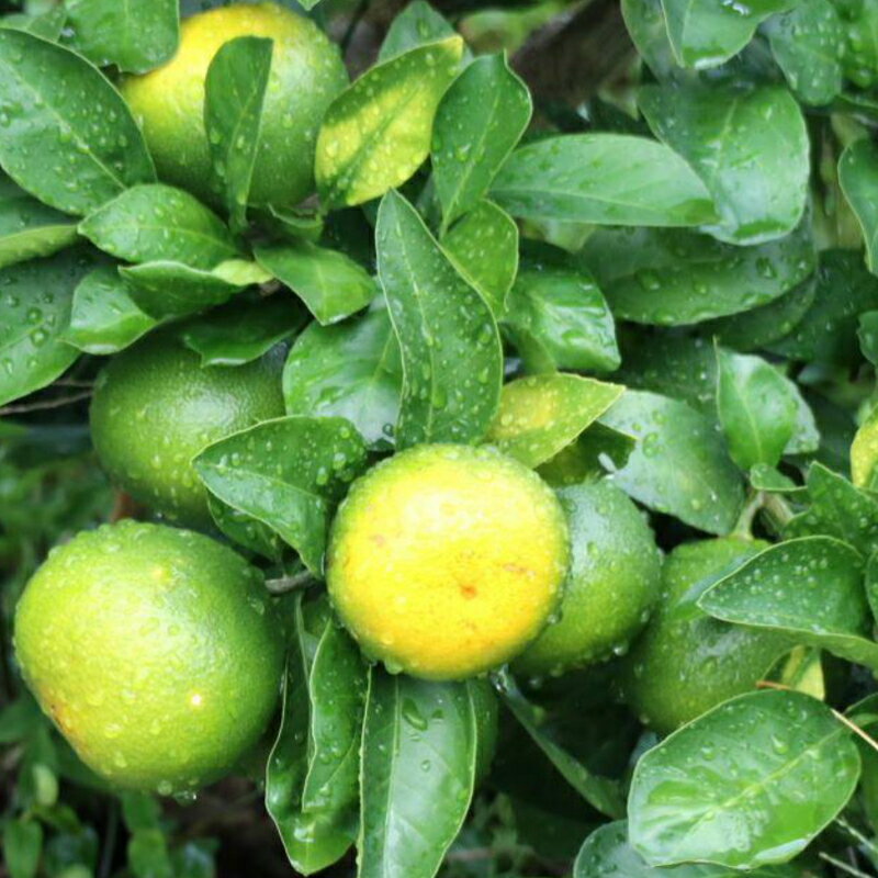 【ふるさと納税】 【先行予約】【秀品】和歌山由良町産 由良早生みかん 約3kg サイズおまかせ (L〜2S) いずれかお届け ミカン 柑橘 みかん 和歌山 サムネイル2