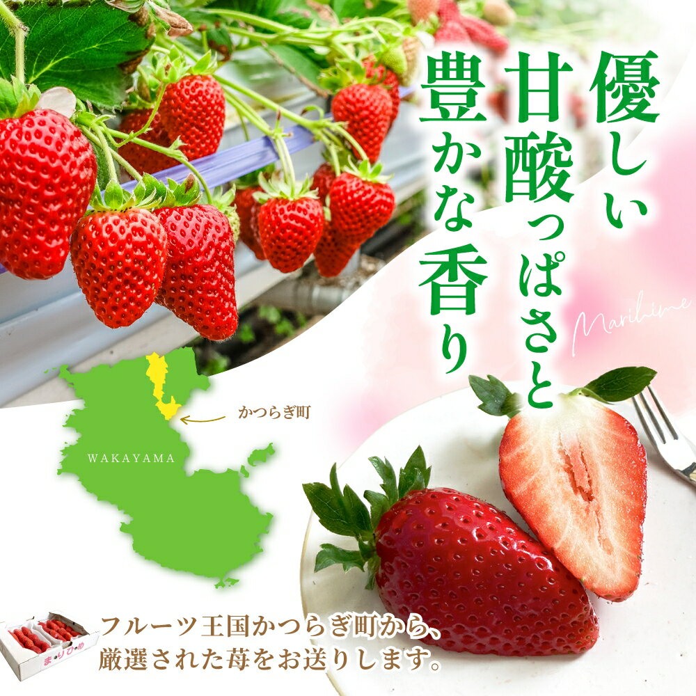 【ふるさと納税】 いちご イチゴ まりひめ 12粒〜15粒入り 2パック 500g or 4パック 1kg 先行予約 選べる容量 ☆和歌山ブランド☆ いちご イチゴ 苺 フルーツ 果物 くだもの 旬 人気 産地直送 和歌山 【2026年1月中旬頃～3月中旬頃に順次発送予定（お届け日指定不可)】 サムネイル2