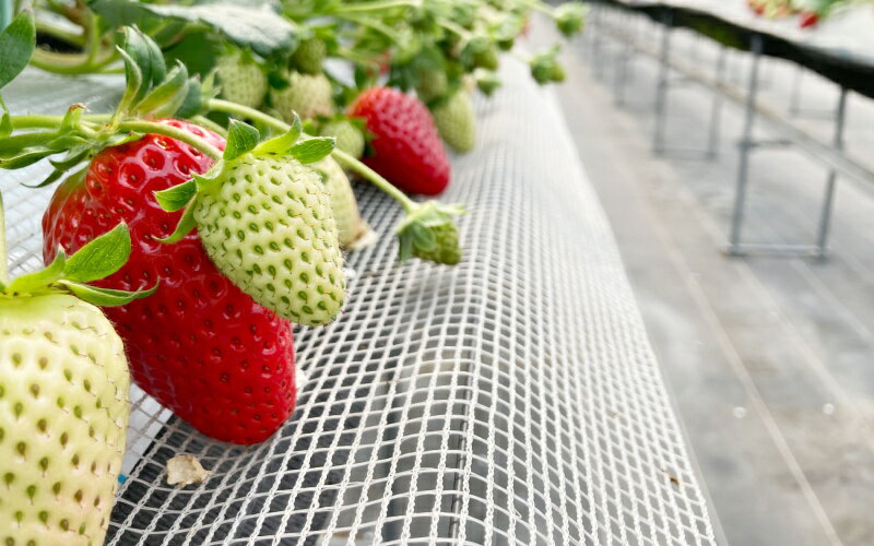 【ふるさと納税】 【先行予約】特大まりひめ いちご 朝摘 6個〜11個入り×4パック 2026年1月中旬～2026年3月末頃に順次発送予定（お届け日指定不可）/ いちご 苺 まりひめ 和歌山 フルーツ 果物 くだもの サムネイル3