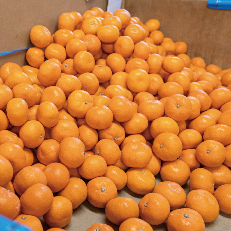 【ふるさと納税】こだわりの和歌山県産 有田みかん 3kg（S～Lサイズおまかせ） ひとつひとつ手選別で厳選！生産者から直送 【2025年11月下旬～1月中旬ごろに順次発送予定】 | みかん フルーツ 果物 くだもの 有田みかん 蜜柑 柑橘【hdm004A】 サムネイル2