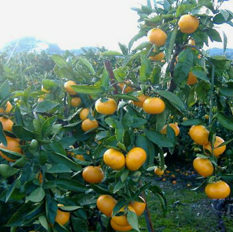 【ふるさと納税】和歌山由良みかん 約10kg 秀品 サイズおまかせ(L・М・S) いずれかお届け【sml111A】 サムネイル2