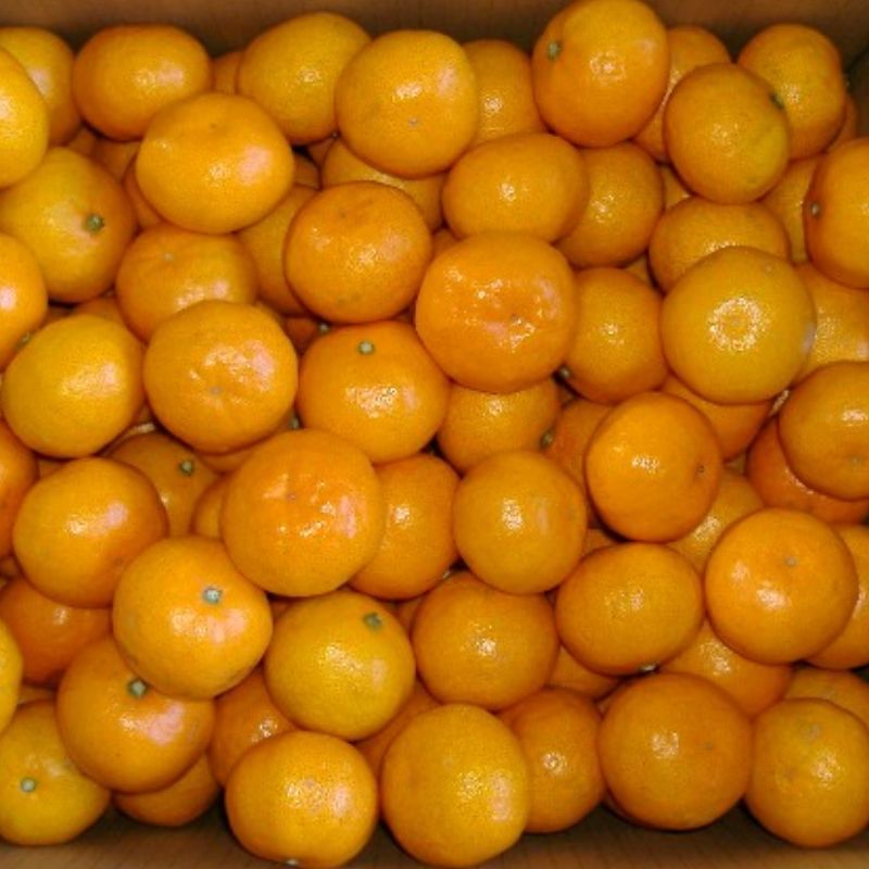 【ふるさと納税】紀州有田みかん こつぶちゃん 約5kg | みかん ミカン 有田みかん 温州みかん 柑橘 果物 フルーツ 和歌山【sml117A】 サムネイル3