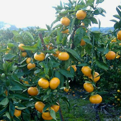 【ふるさと納税】紀州有田みかん 秀品 約10kg　2Lサイズ　※2025年11月下旬頃より順次発送予定 | みかん ミカン 蜜柑 有田みかん ブランドみかん フルーツ 果物 くだもの 秀品みかん 家庭用 旬 産地直送 予約【sml129A】 サムネイル2