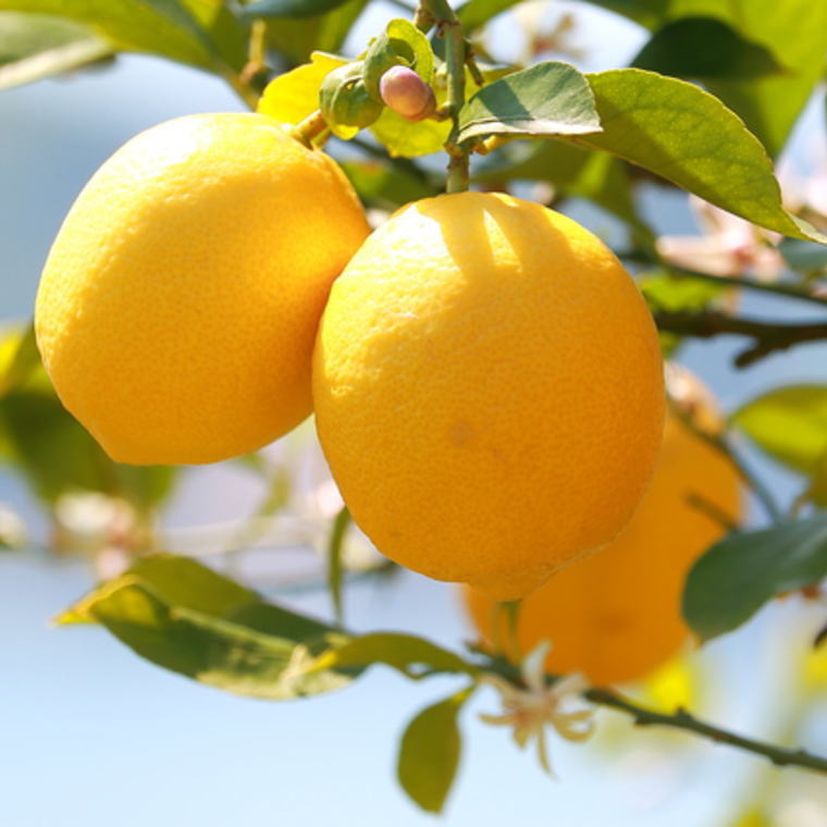 【ふるさと納税】【産直】和歌山産レモン約5kg（サイズ混合）※2026年3月下旬～年5月上旬頃に順次発送【tec505B】 サムネイル3