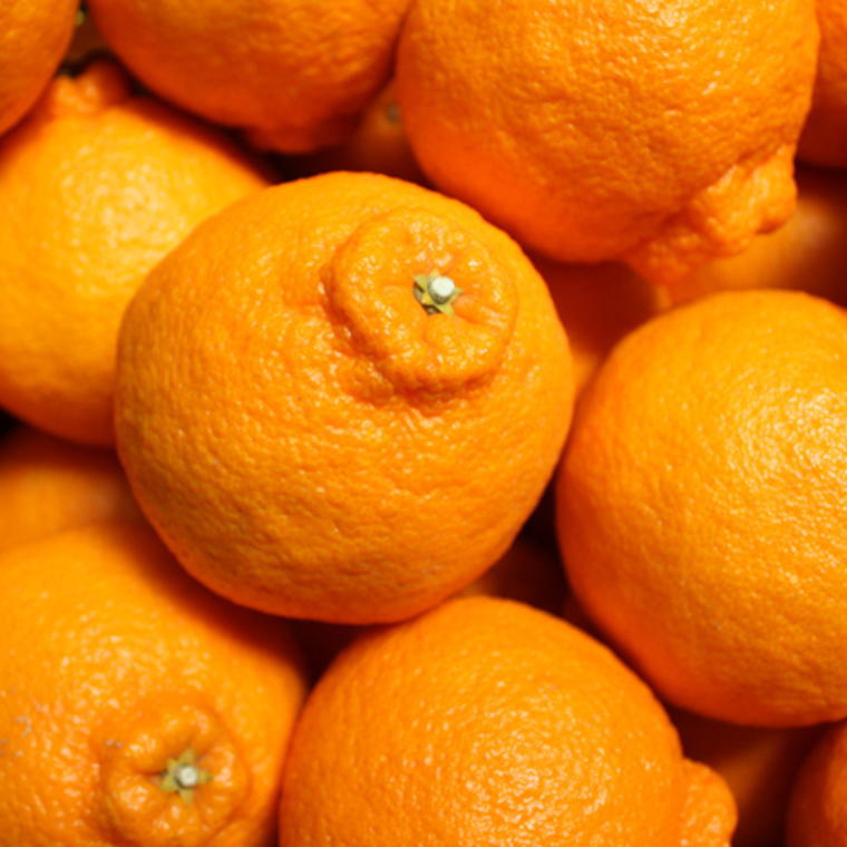 【ふるさと納税】【お味濃厚】紀州有田産のデコポン約5kg(18玉～24玉入り・青秀以上) ※2026年2月中旬～2026年3月中旬頃順次発送【tec810B】 サムネイル3