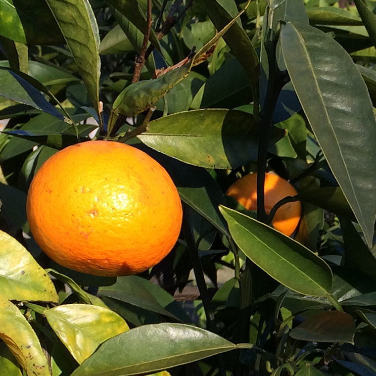 【ふるさと納税】【春みかん】和歌山有田産カラマンダリン約5kg(サイズおまかせ)※2026年4月上旬～2026年5月中旬頃に順次発送【tecj1022】 サムネイル3