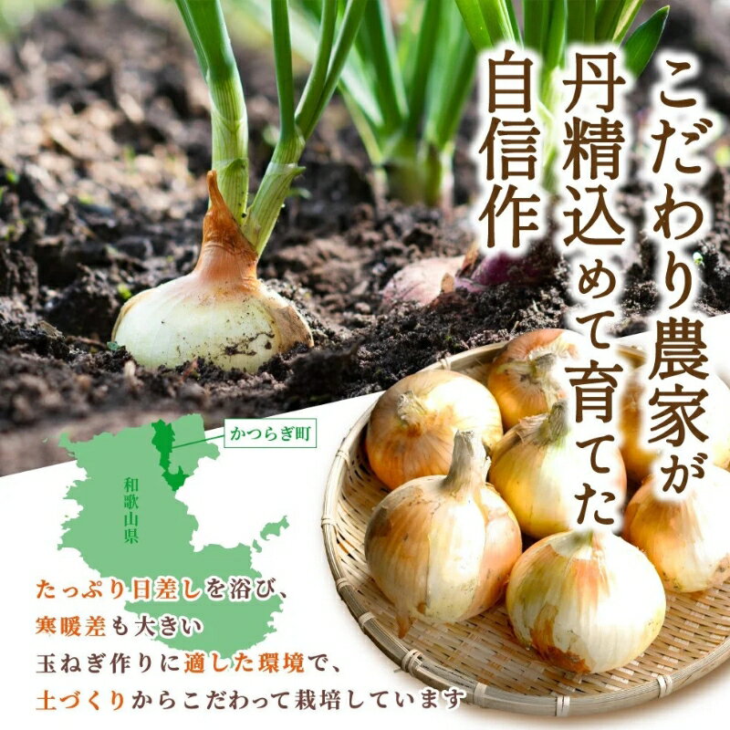 【ふるさと納税】和歌山県産新玉ねぎ約10kg　Lサイズ 約25個入り　こだわり農家厳選！【2026年4月末頃～6月中旬に発送予定】 | 人気 おすすめ たまねぎ 玉ねぎ 玉葱 タマネギ オニオン スープ サラダ 国産 野菜 新鮮 ビッグサイズ 大きい BBQ【kgr033】 - 画像3