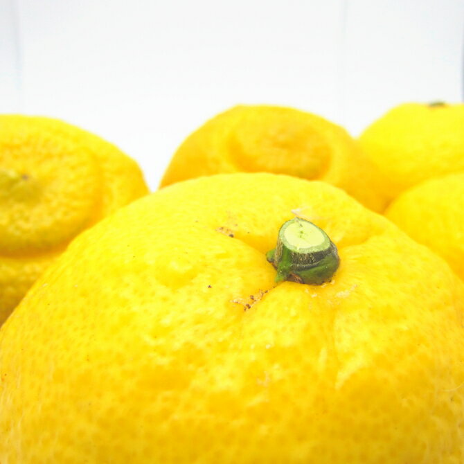 特撰　はるか　約2kg 約3kg 約5kg　【2026年1月下旬～3月下旬頃に順次発送】