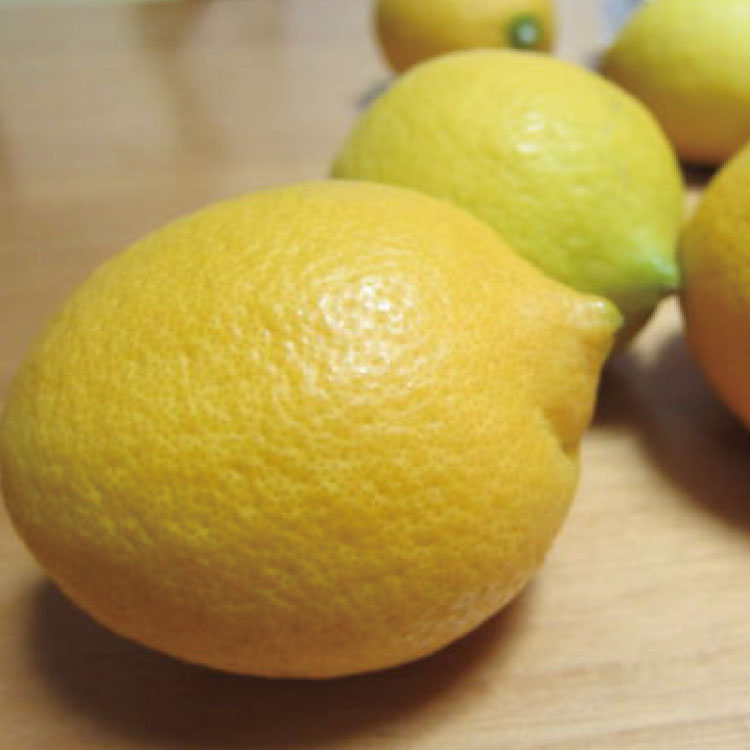 【ふるさと納税】 【国産】紀州和歌山 有田レモン 約3kg ※2025年9月下旬〜2026年1月下旬順次発送予定 サムネイル3