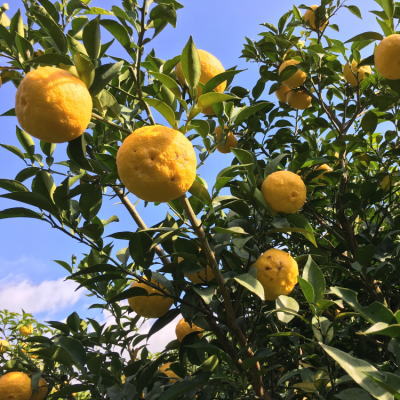 【ふるさと納税】 【先行予約】【国産】紀州和歌山のご家庭用訳あり柚子（ゆず） 2kg ※2025年10月下旬〜2026年1月下旬頃に順次発送予定 ※着日指定不可 サムネイル2