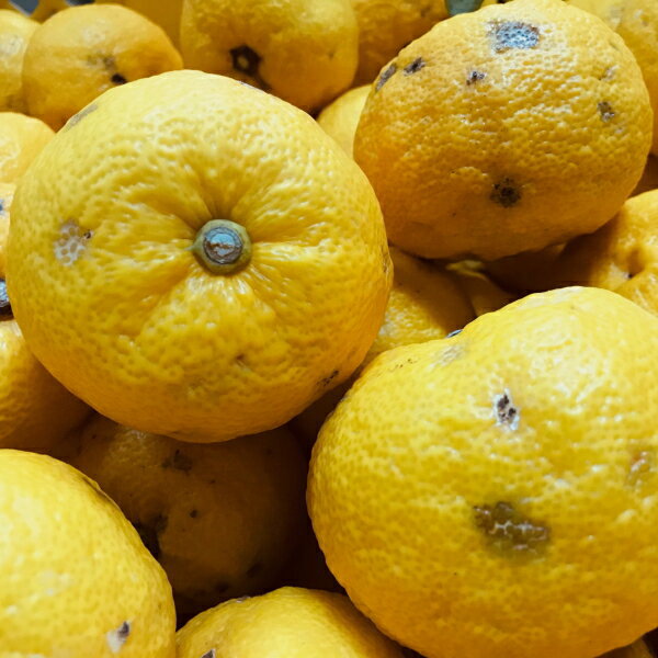 【先行予約】【国産】紀州和歌山のご家庭用訳あり柚子（ゆず） 約1kg ※2025年10月下旬〜2026年1月下旬頃に順次発送予定 ※着日指定不可