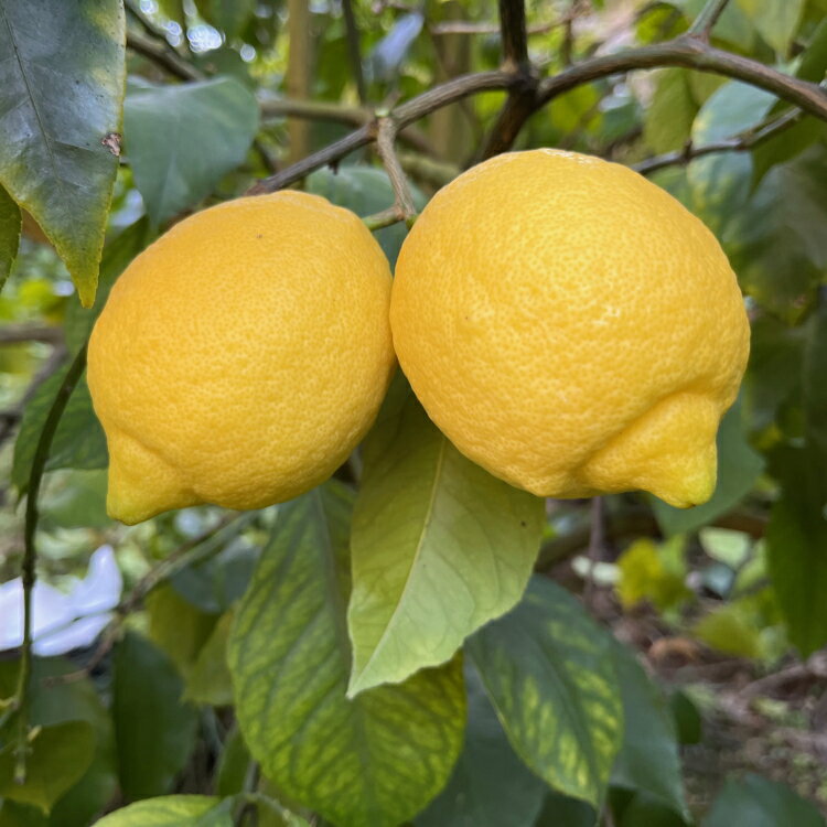 【ふるさと納税】 紀州和歌山 ご家庭用 有田レモン 約5kg【防腐剤・ワックス不使用】【農家直送】【訳あり】 ※着日指定不可 ※9月下旬〜1月下旬頃に順次発送 サムネイル2