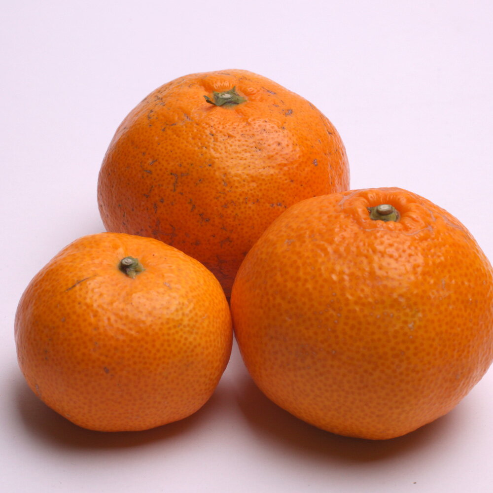 【ふるさと納税】 訳あり 家庭用 有田みかん 1kg 2.5kg 5kg サイズ混合 2S～2L 【選べる容量・発送時期】 みかん ミカン 果物 くだもの フルーツ 柑橘 温州みかん わけあり ご家庭用 産地直送 旬 和歌山 ※2025年10月～順次発送予定 サムネイル3