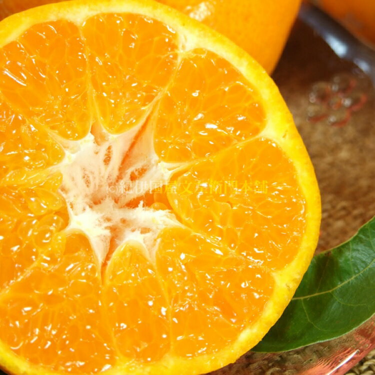 【ふるさと納税】 はるみ 【選べる容量】 約3kg / 約4kg / サイズおまかせ ※2026年1月下旬～2026年3月中旬頃に順次発送予定(お届け日指定不可) 紀伊国屋文左衛門本舗 サムネイル3