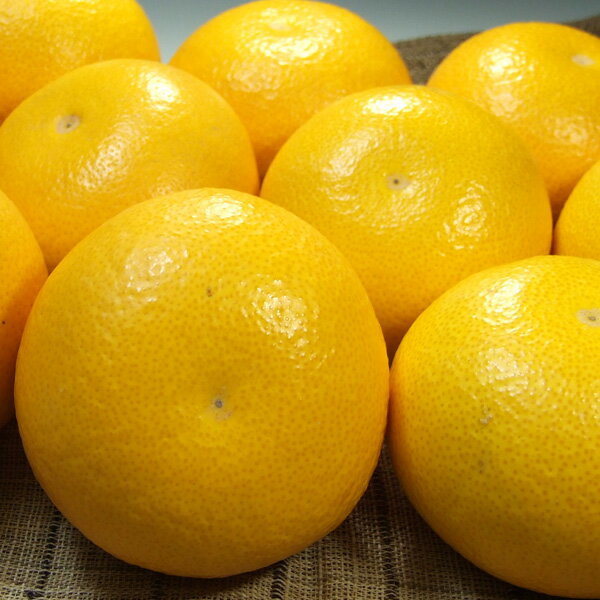 【ふるさと納税】 八朔(はっさく) 約5kg 約10kg サイズおまかせ 紀伊国屋文左衛門本舗【予約受付/2026年1月下旬〜4月上旬頃に発送】(お届け日指定不可) サムネイル3