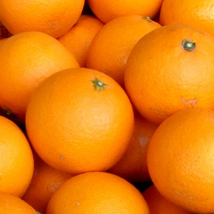 【ふるさと納税】 清見オレンジ 約5kg 約8kg (果実サイズおまかせ) 紀伊国屋文左衛門本舗【2026年2月中旬〜4月下旬頃発送予定】(お届け日指定不可) サムネイル3