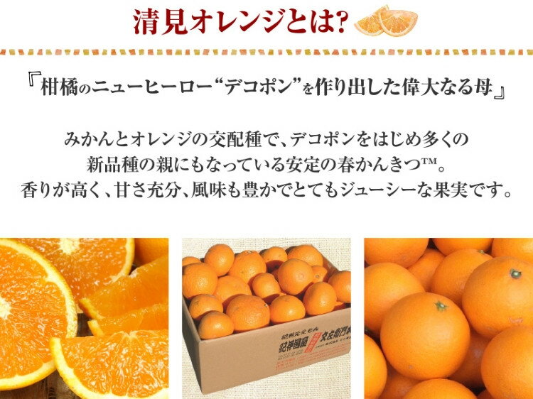 【ふるさと納税】 田村産清見オレンジ[約4.5kg]湯浅町田村産春みかん(果実サイズおまかせ)/紀伊国屋文左衛門本舗 ※2026年3月中旬〜2026年4月下旬頃発送予定 サムネイル2
