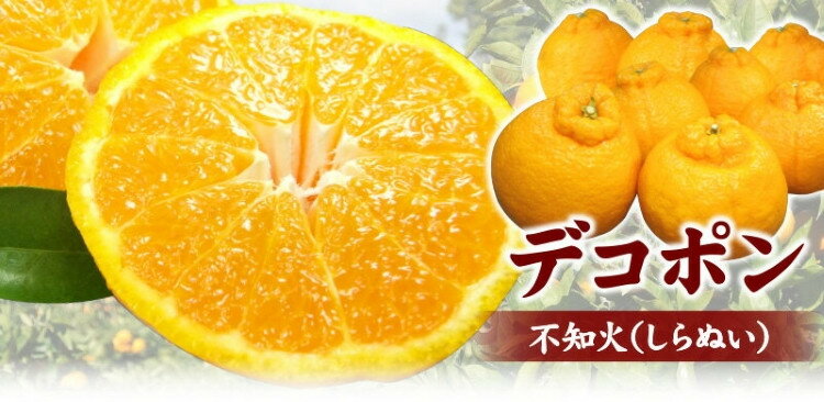 田村産「デコ」不知火[約3kg]湯浅町田村産春みかん(果実サイズおまかせ)/紀伊国屋文左衛門本舗 ※2026年2月中旬〜2026年3月下旬頃に順次発送予定(お届け日指定不可)
