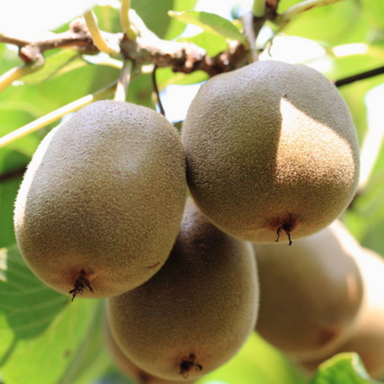 【ふるさと納税】 和歌山の下津で採れたキウイフルーツ約3.6kg（玉数おまかせ・秀品）※2026年1月中旬～2026年3月上旬頃に発送発送予定（お届け日指定不可） サムネイル3