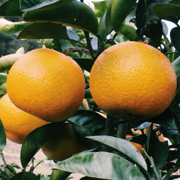 【ふるさと納税】 【手選果】有田産の八朔10kg（Lまたは2Lサイズいずれかお届け）＜2026年1月下旬～2026年2月下旬頃に順次発送予定＞(お届け日指定不可) サムネイル3